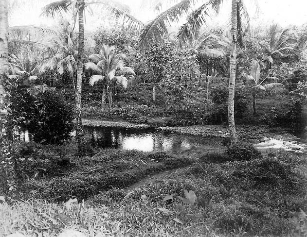 Island Paradise